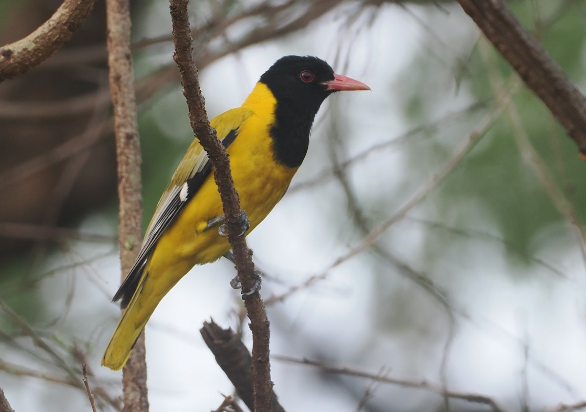 Maskenpirol - ML647087428