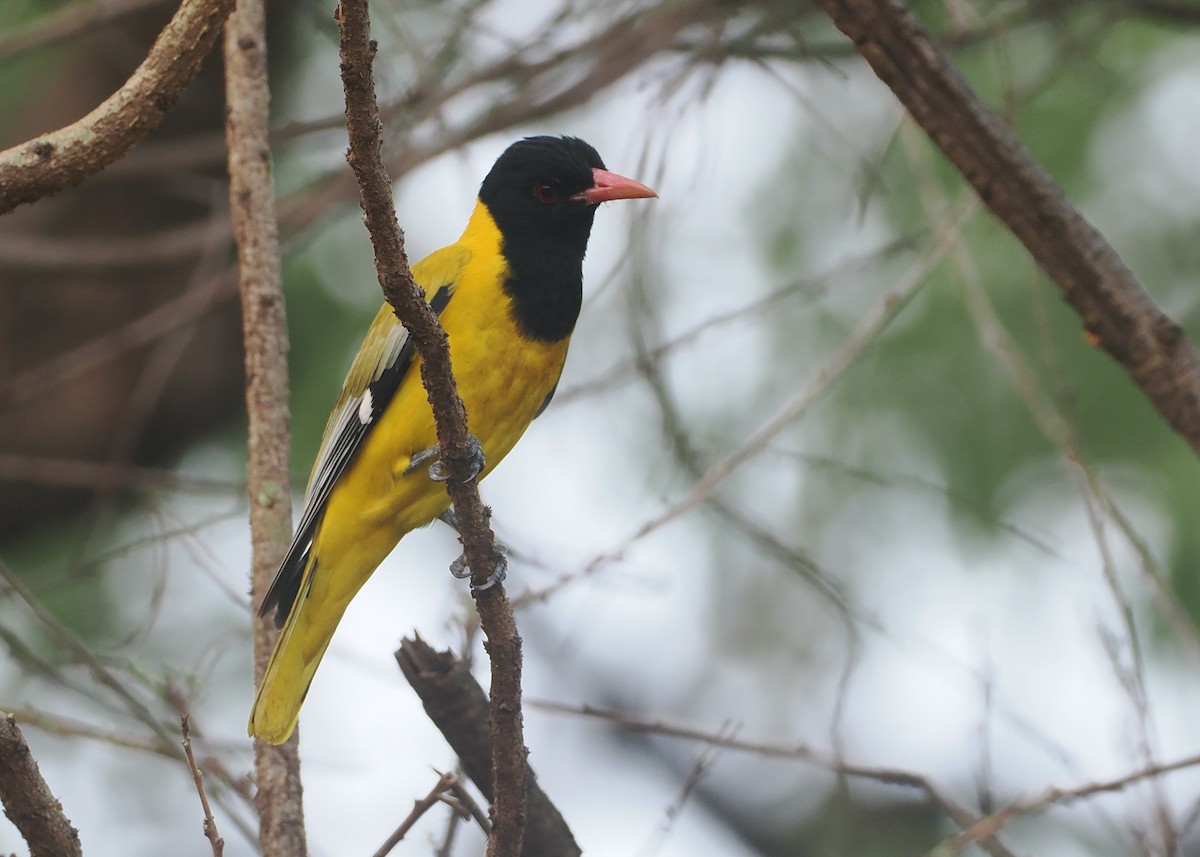 Maskenpirol - ML647087429