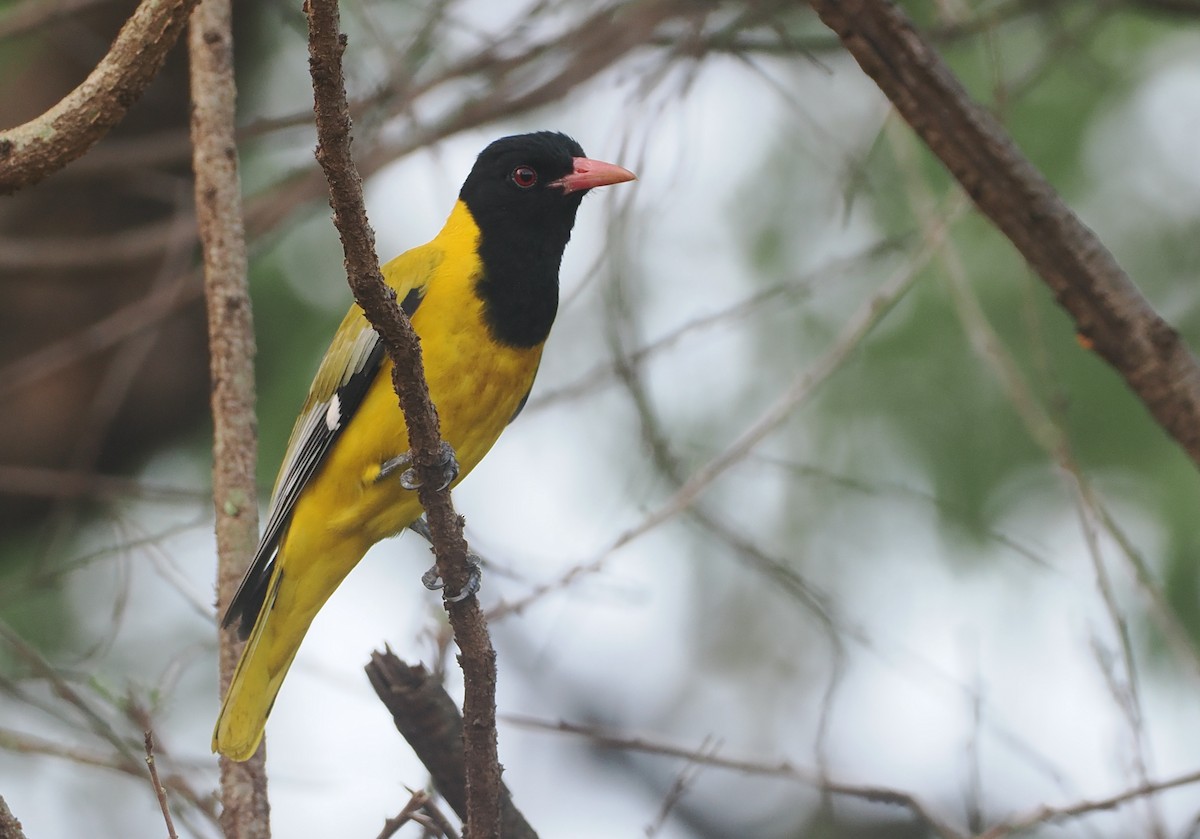 Maskenpirol - ML647087430