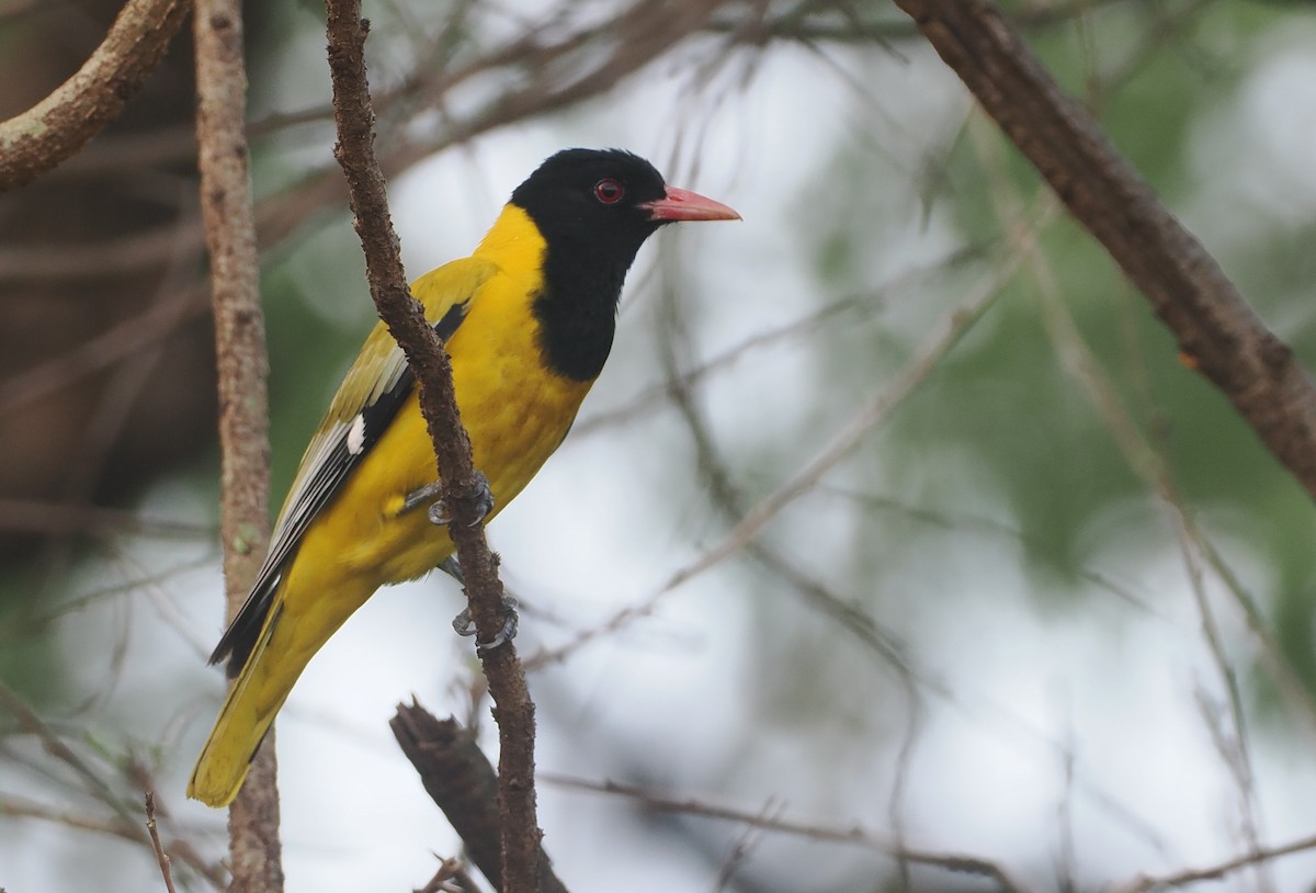 Maskenpirol - ML647087431