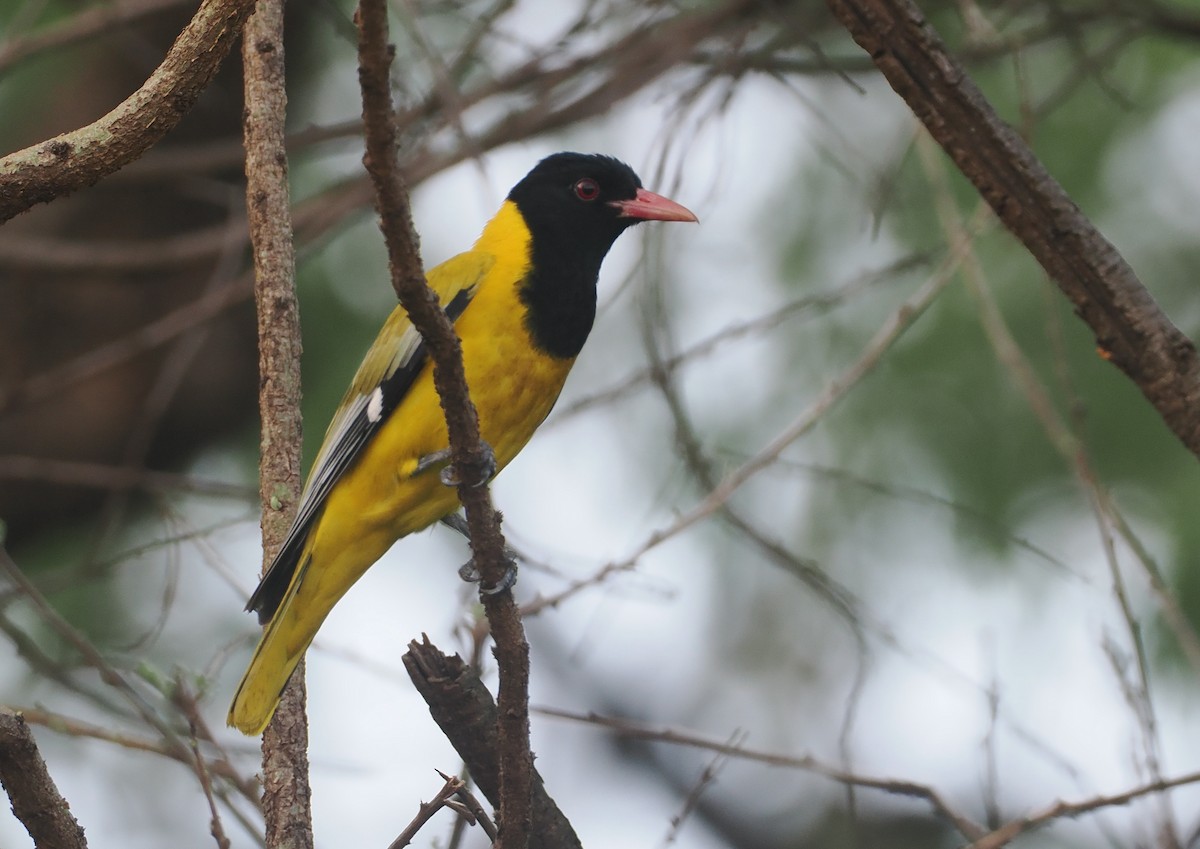 Maskenpirol - ML647087432