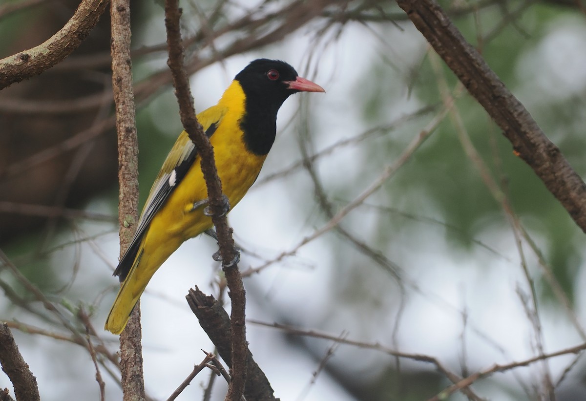 Maskenpirol - ML647087433