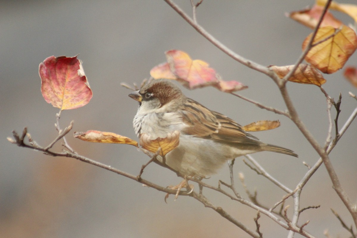 House Sparrow - ML647087440