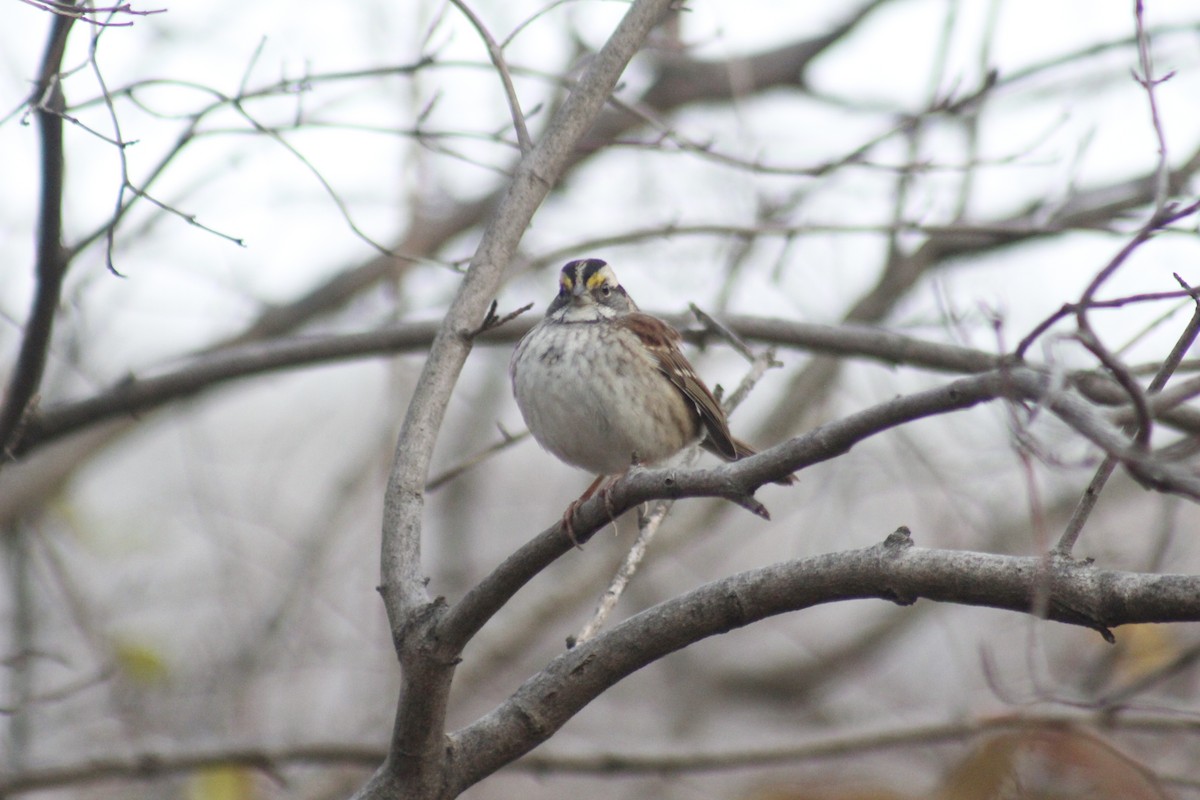 White-throated Sparrow - ML647087448