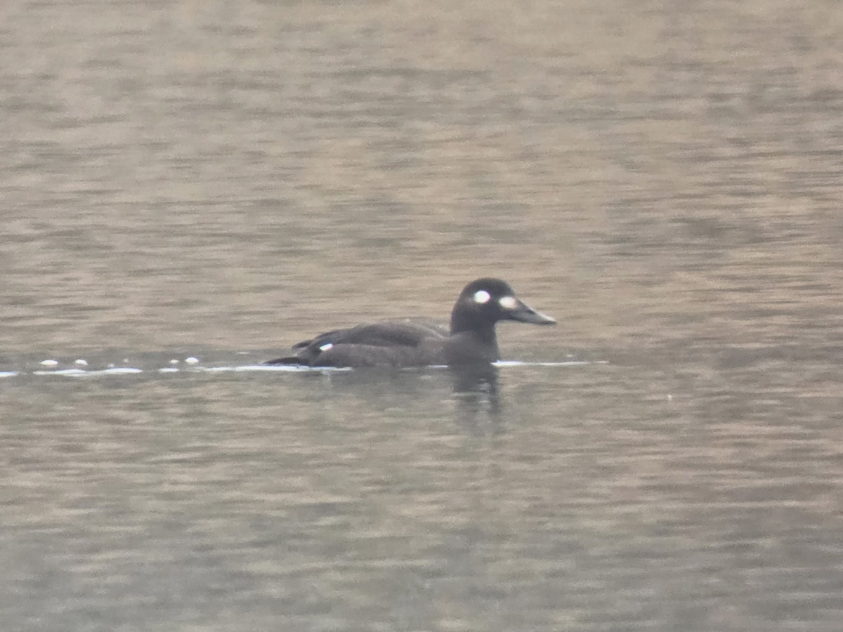 Турпан білокрилий - ML647087449