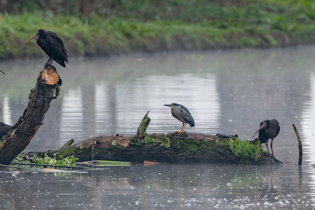 Квак звичайний - ML647087456