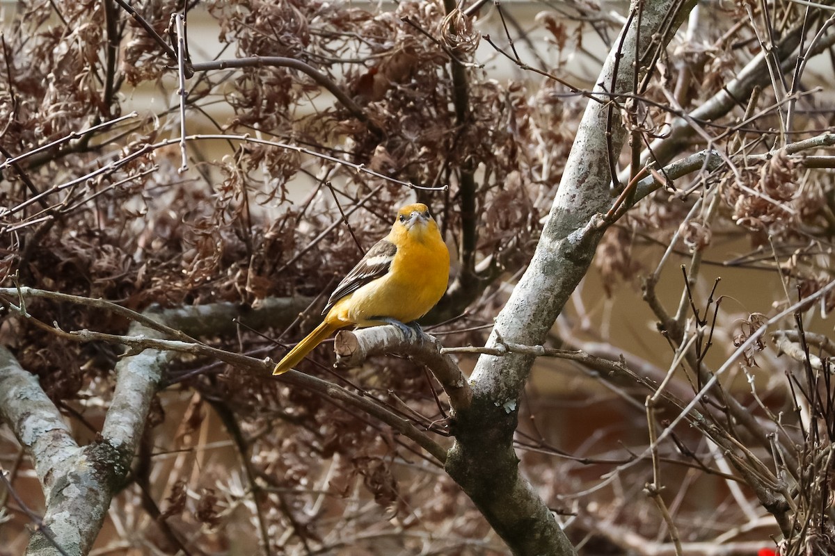 Трупіал балтиморський - ML647087457