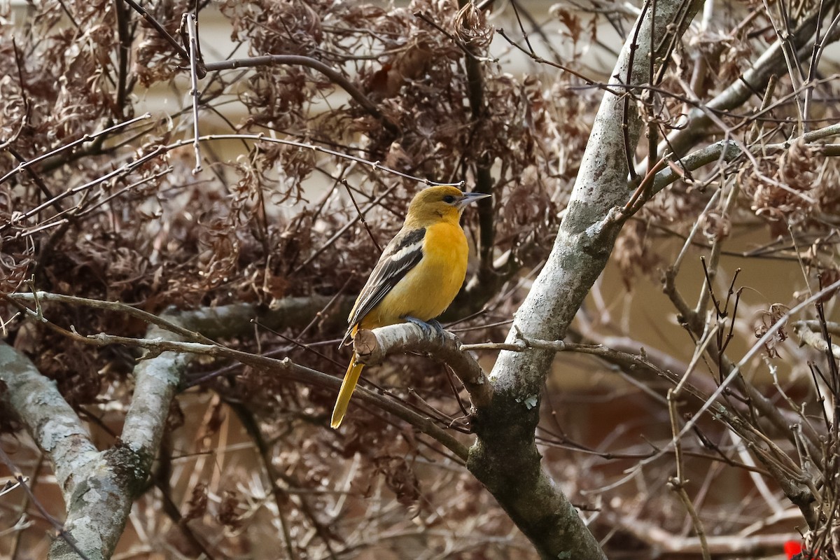 Трупіал балтиморський - ML647087458