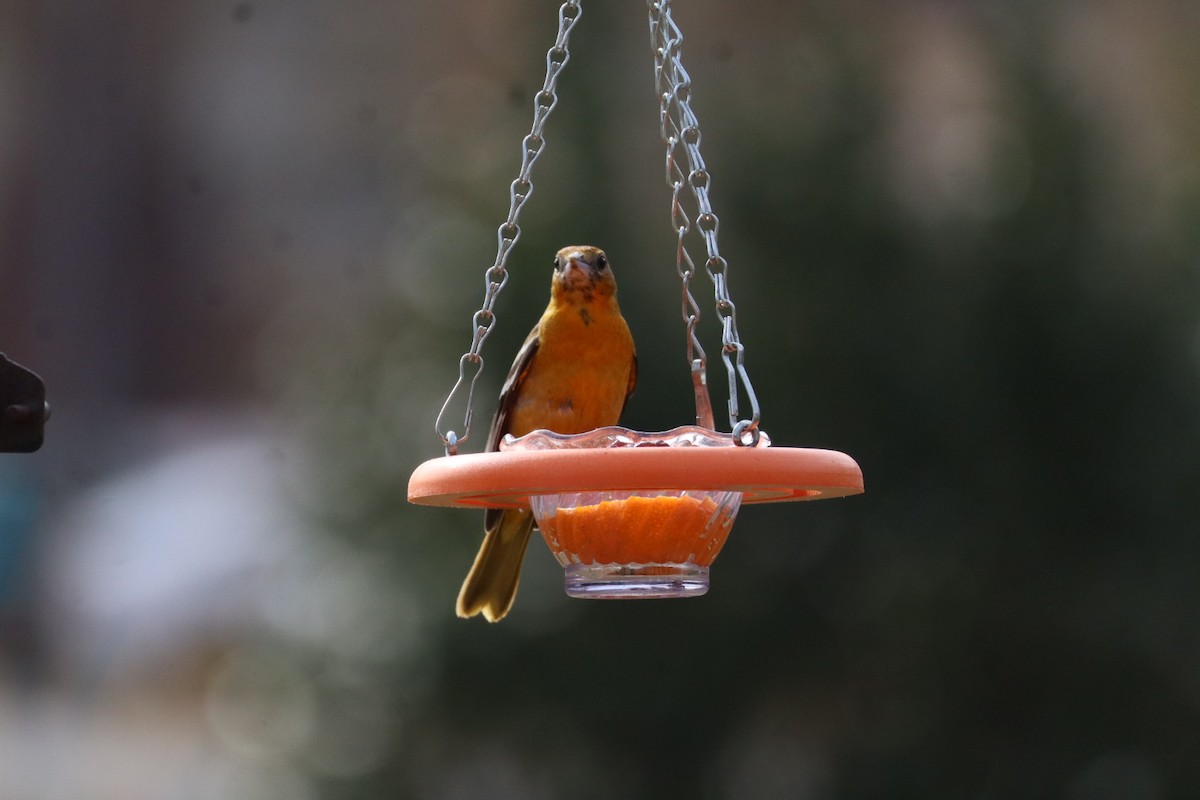 Трупіал балтиморський - ML647087459