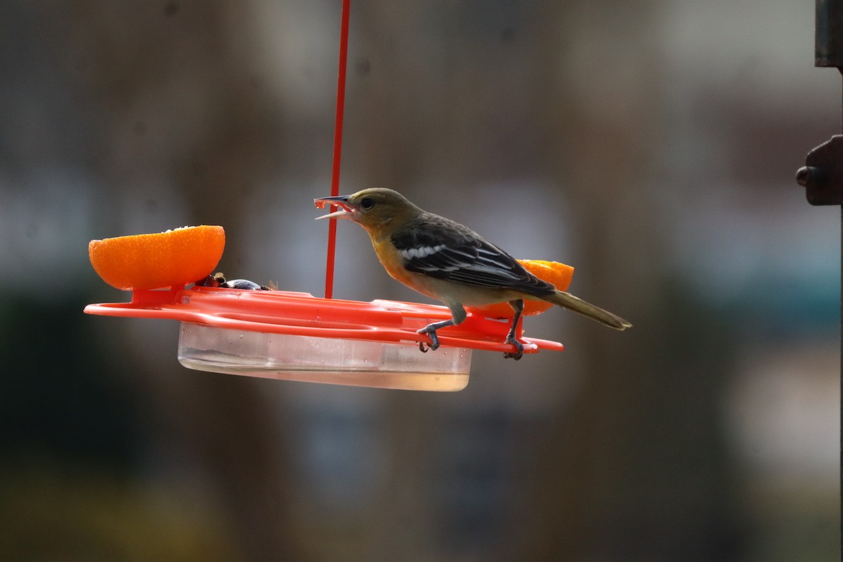 Трупіал балтиморський - ML647087460