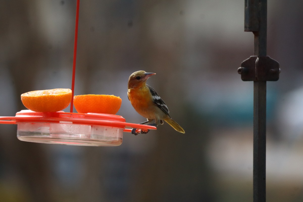 Трупіал балтиморський - ML647087461