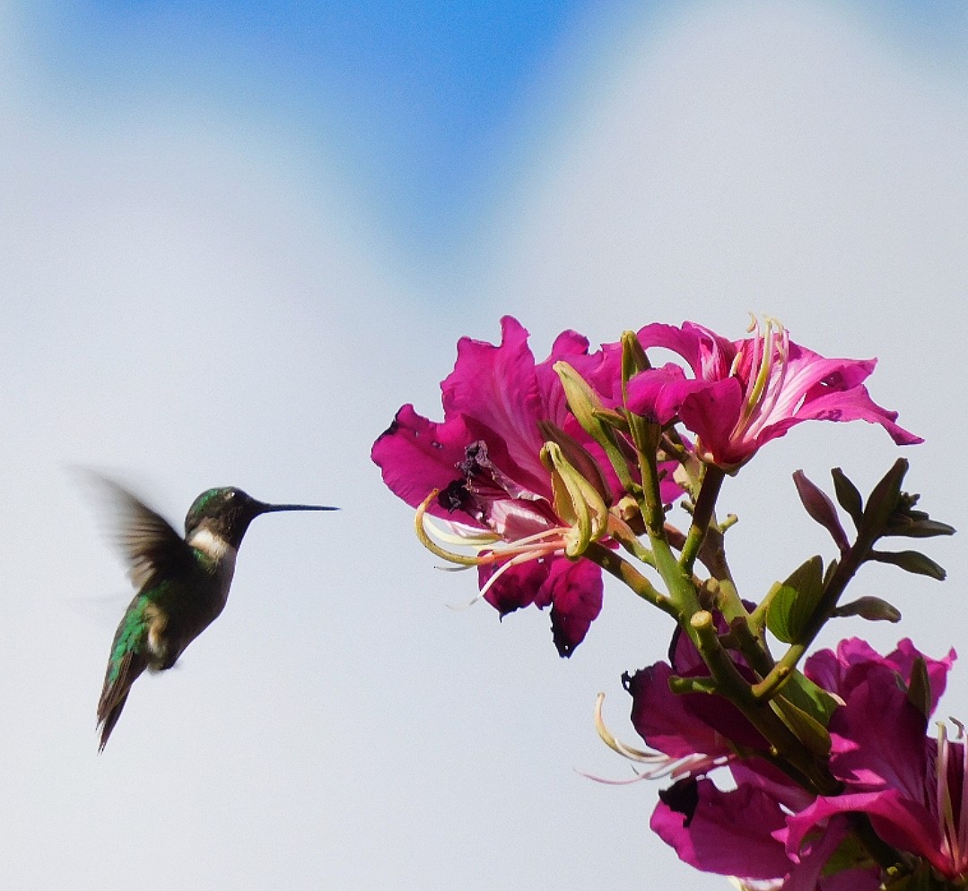 Колібрі рубіновогорлий - ML647087462