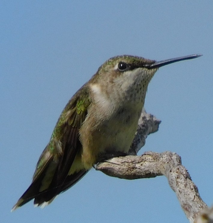 Колібрі рубіновогорлий - ML647087463