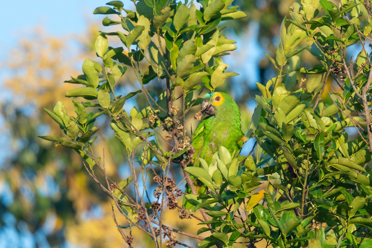 Амазон синьолобий - ML647087464