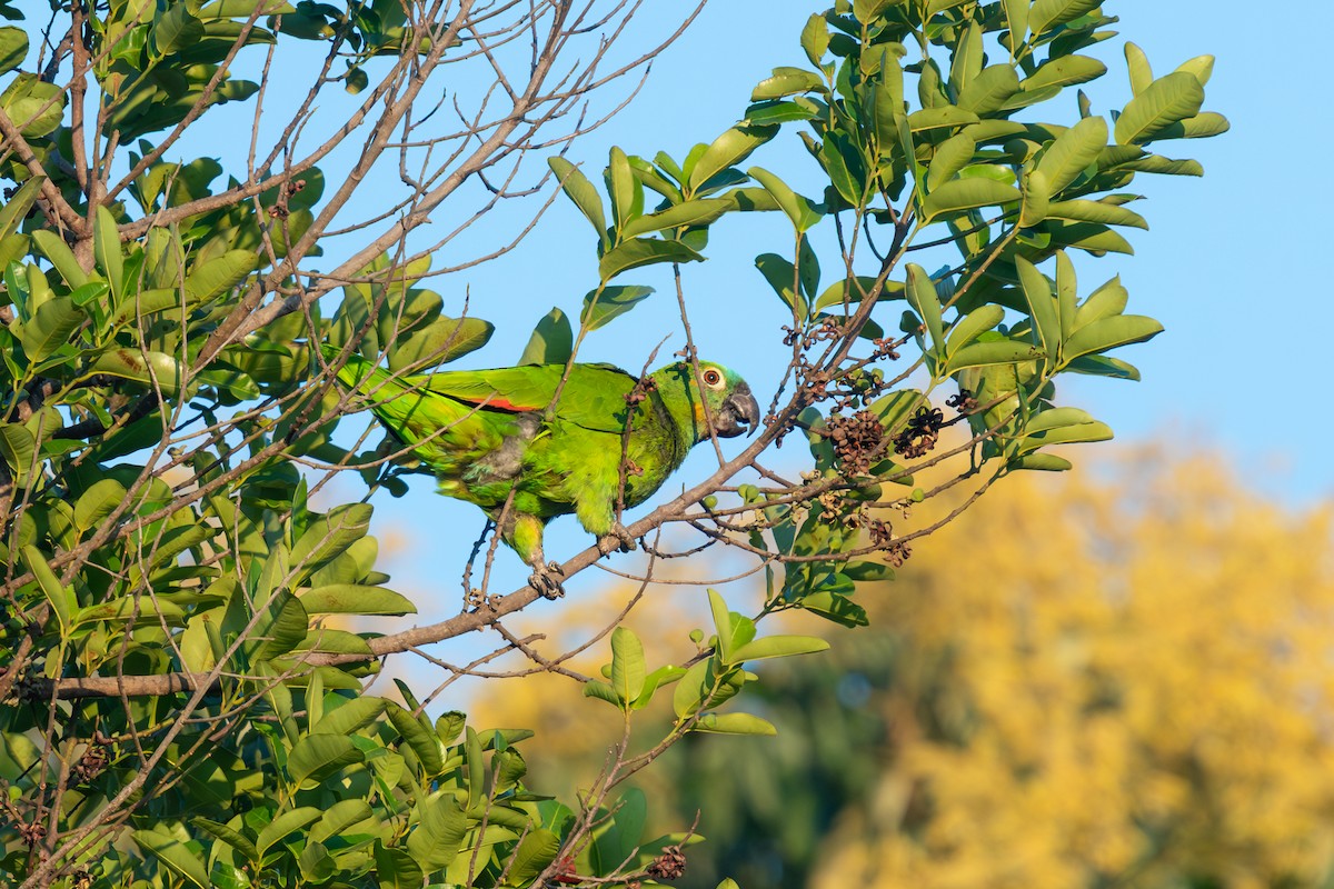 Амазон синьолобий - ML647087465