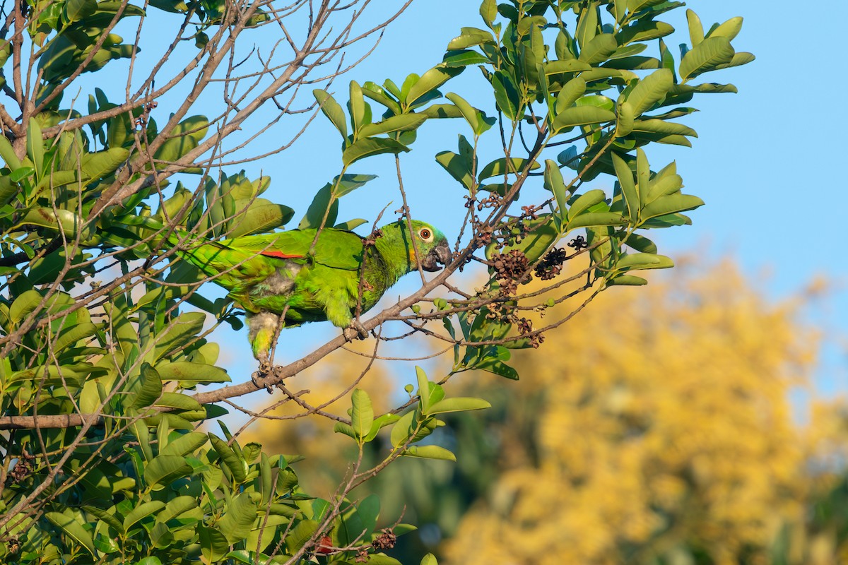 Амазон синьолобий - ML647087466