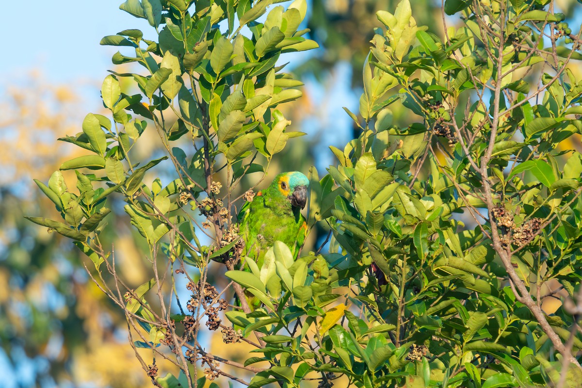 Амазон синьолобий - ML647087467