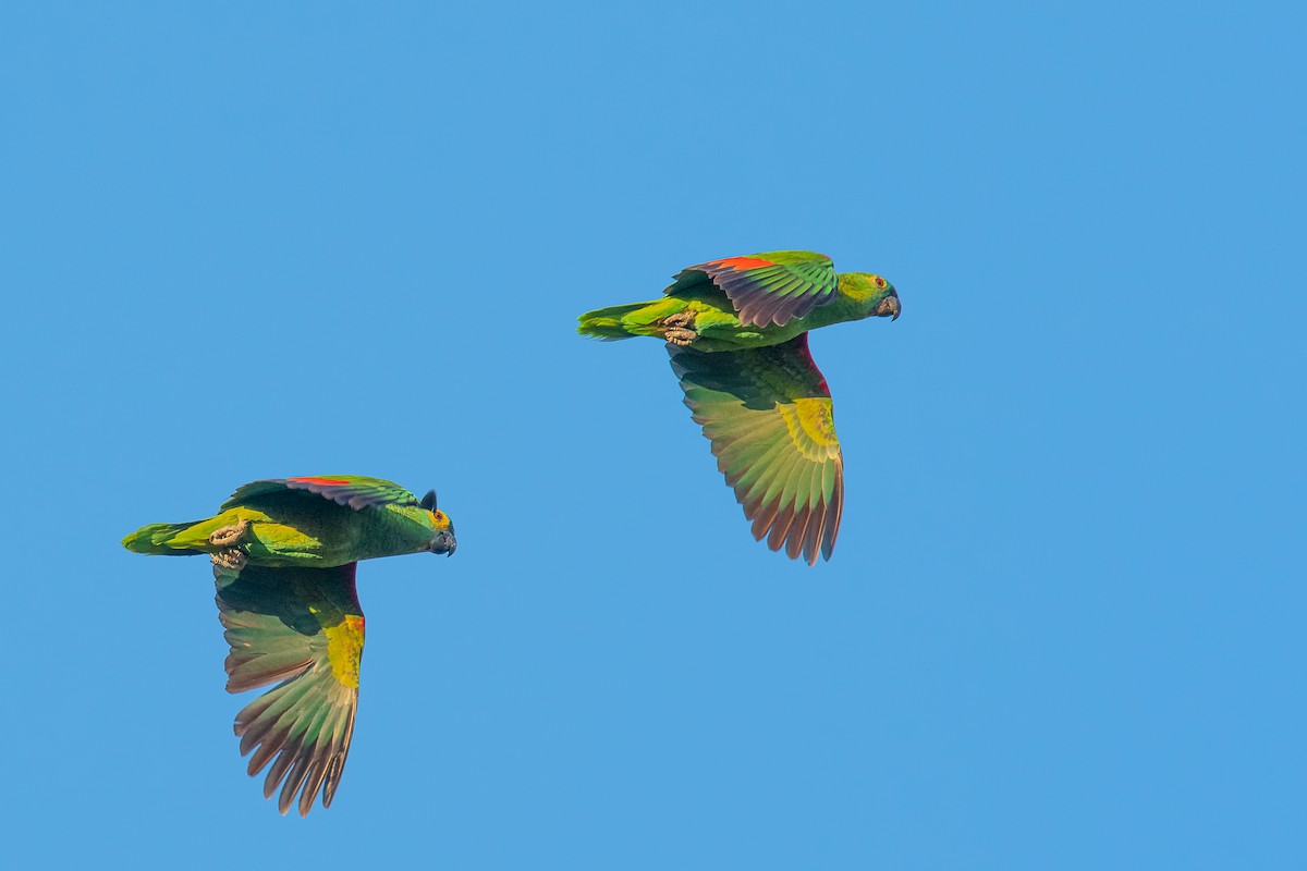 Амазон синьолобий - ML647087469