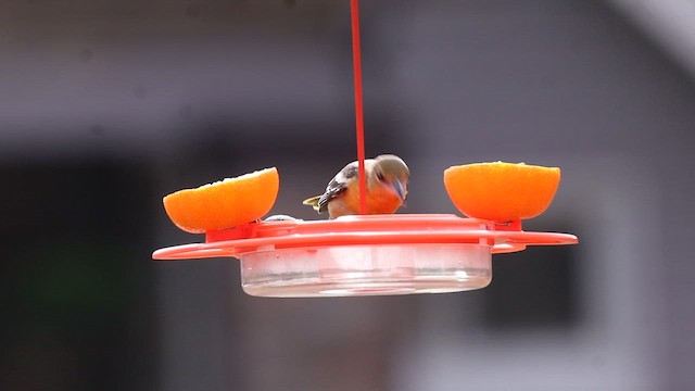 Baltimore Oriole - ML647087470