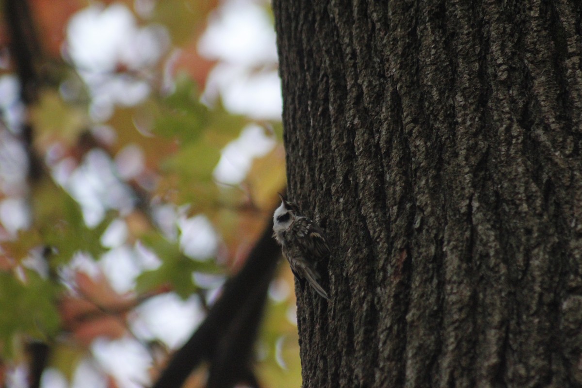 Підкоришник американський - ML647087476