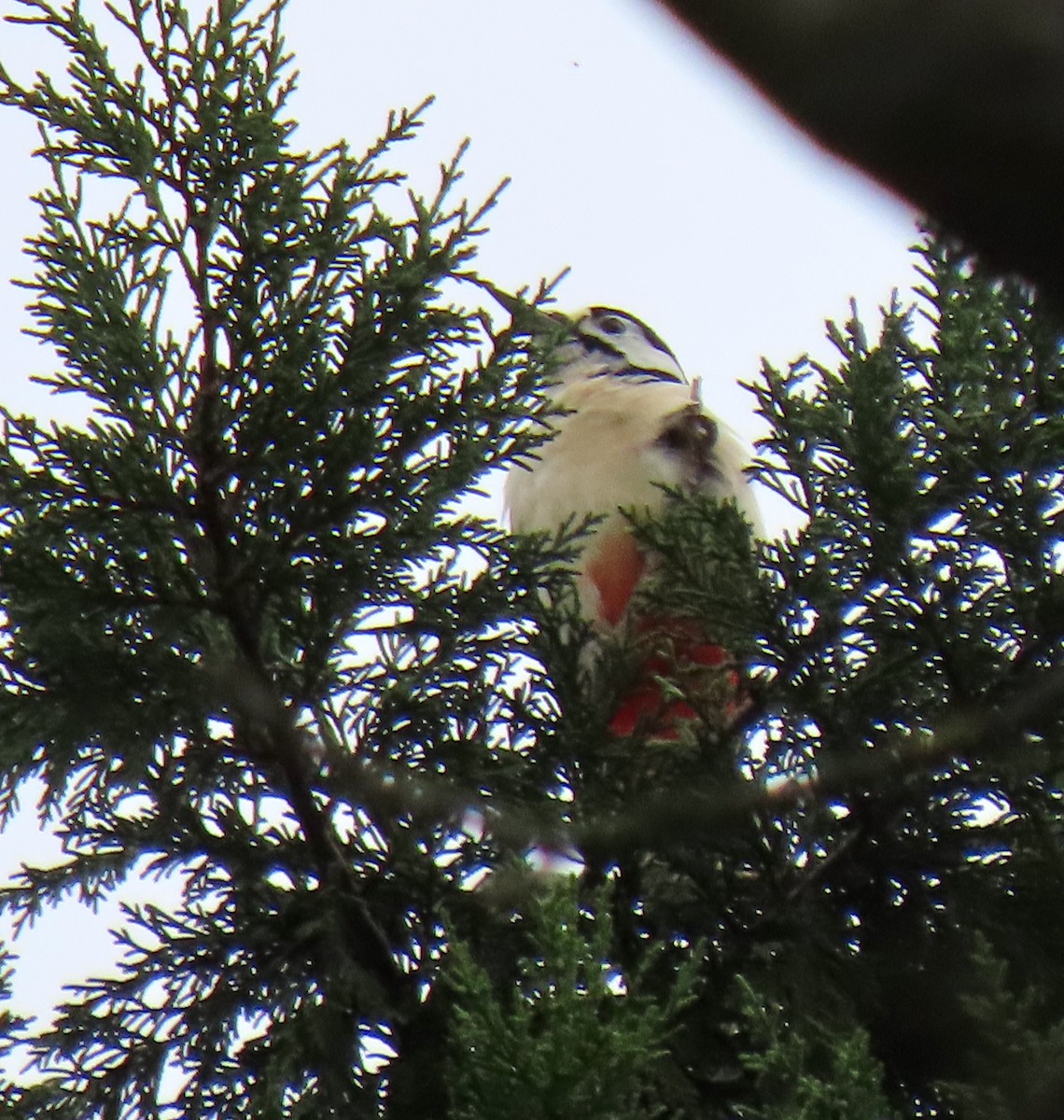 Дятел звичайний - ML647087477