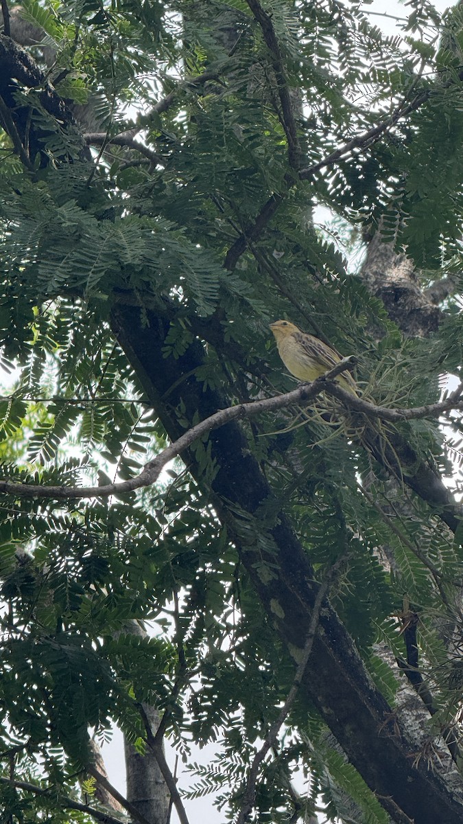 Посвірж золотоголовий - ML647087478