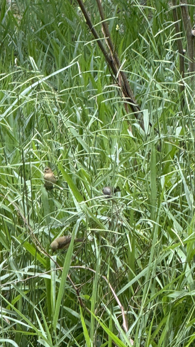 Посвірж золотоголовий - ML647087479