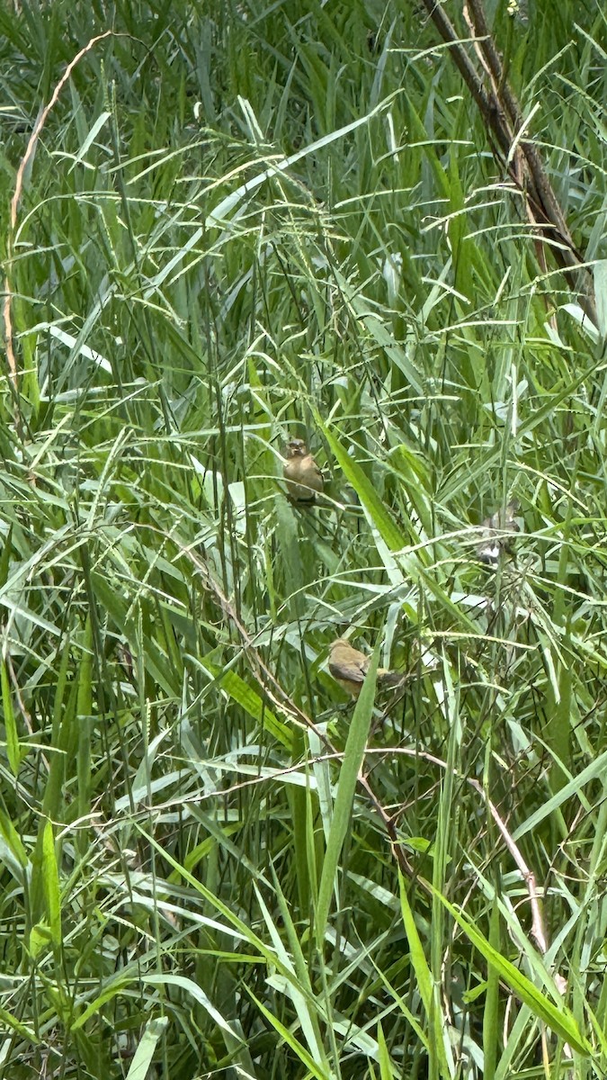 Посвірж золотоголовий - ML647087480