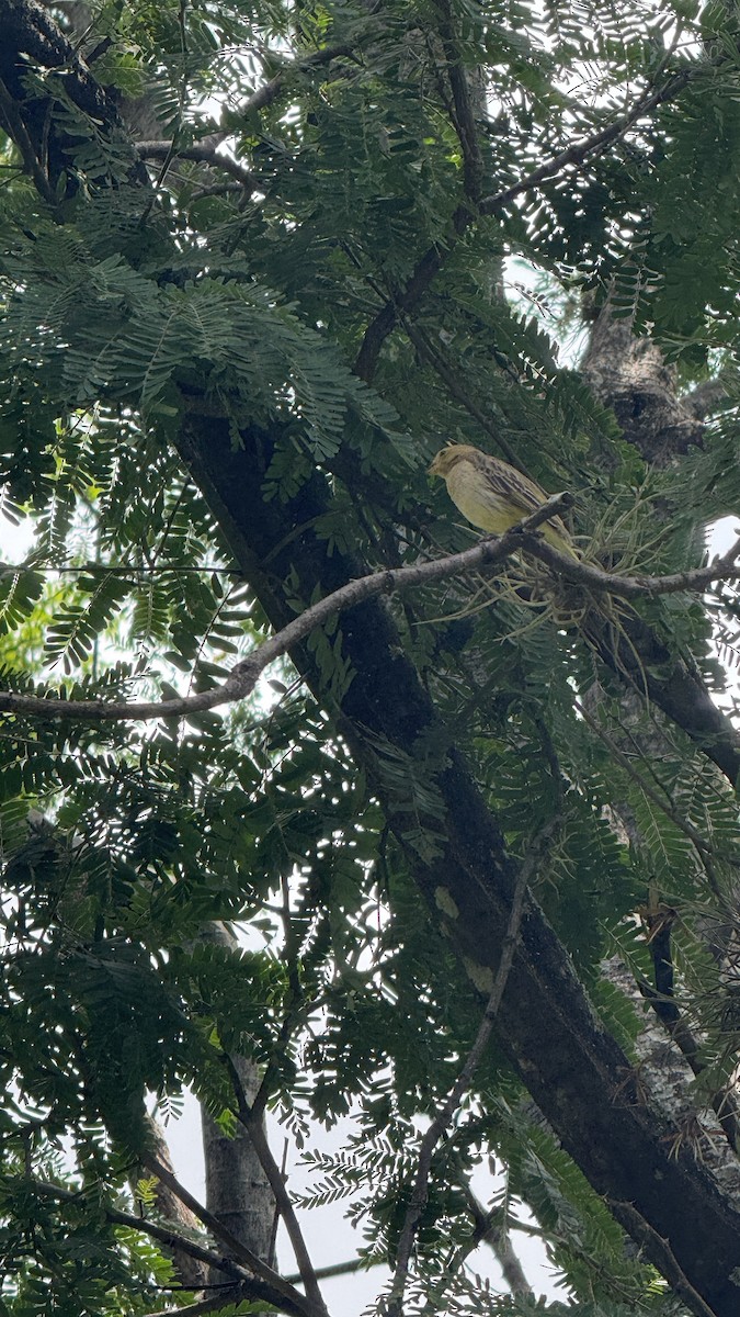 Посвірж золотоголовий - ML647087481