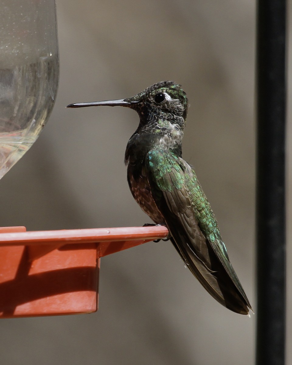 Колібрі-герцог північний - ML647087482