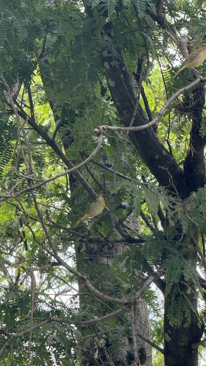 Посвірж золотоголовий - ML647087483