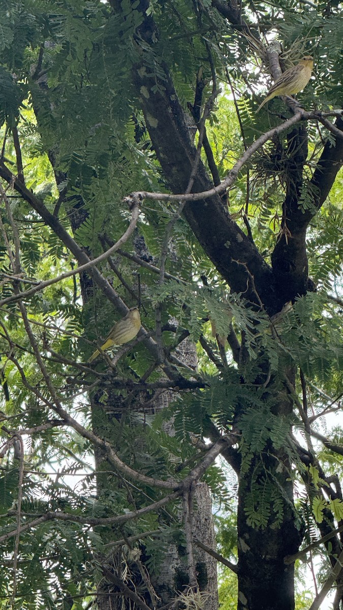 Посвірж золотоголовий - ML647087484