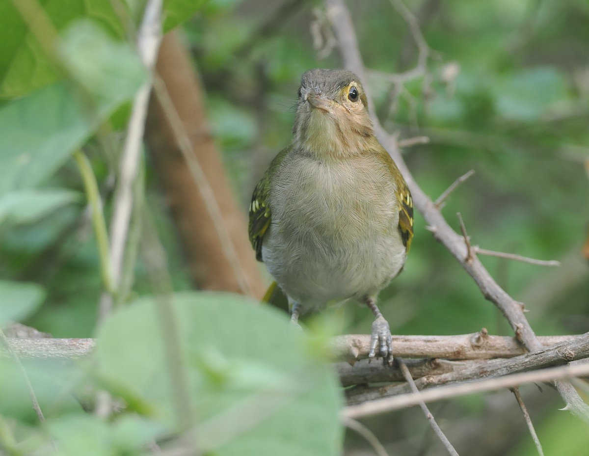 Нікатор східний - ML647087494