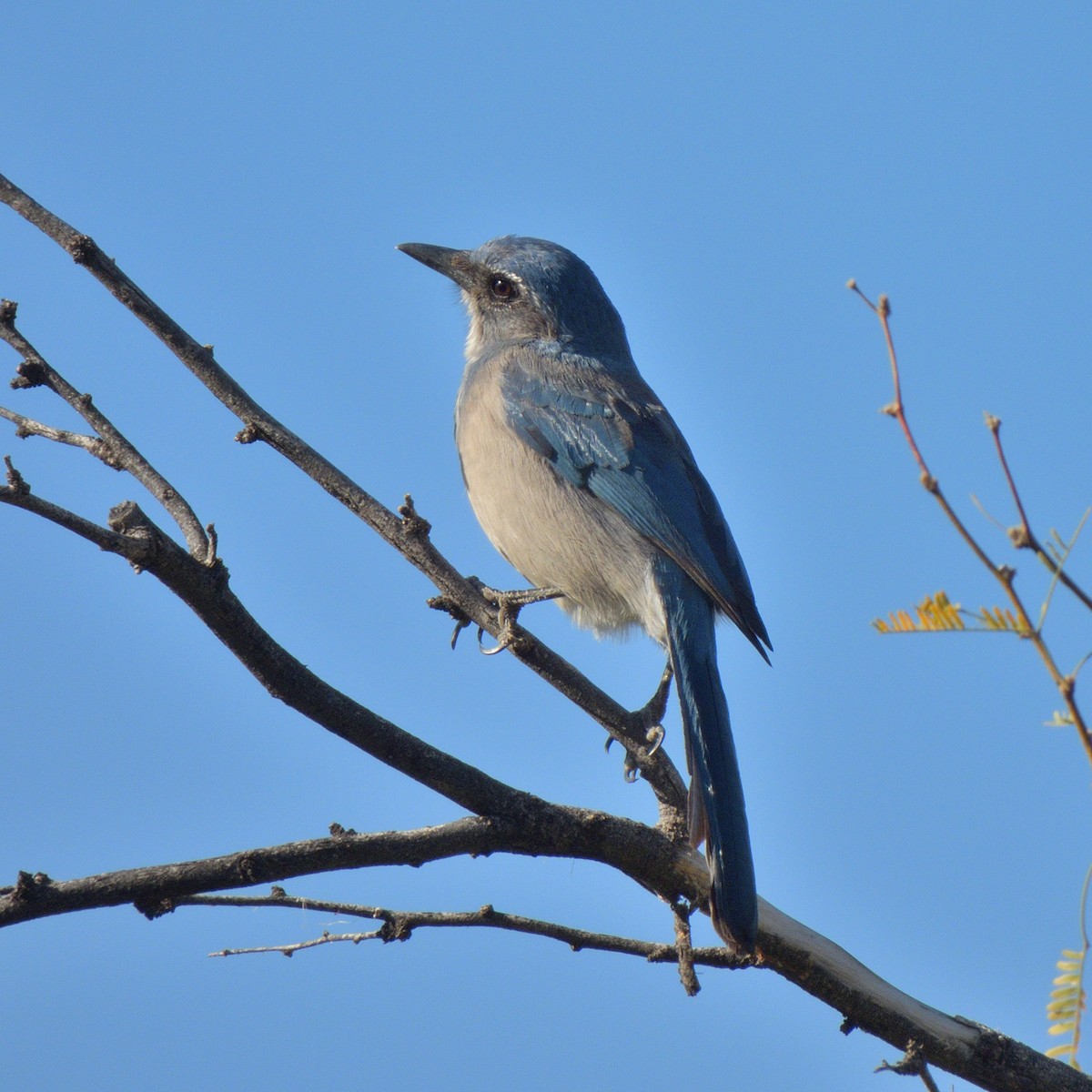 Woodhouse's Scrub-Jay - ML647087500