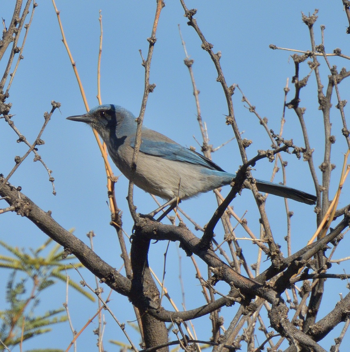 Woodhouse's Scrub-Jay - ML647087515