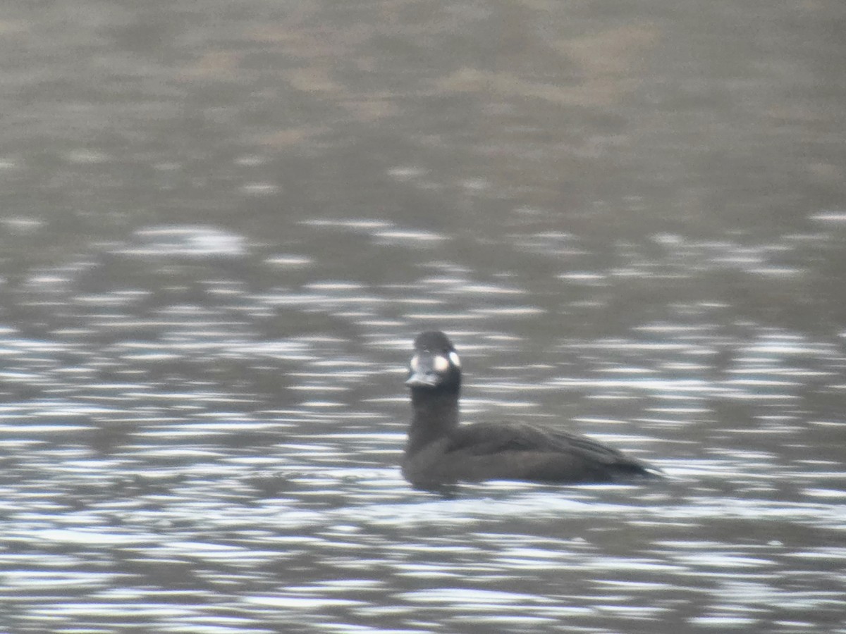 Турпан білокрилий - ML647087516