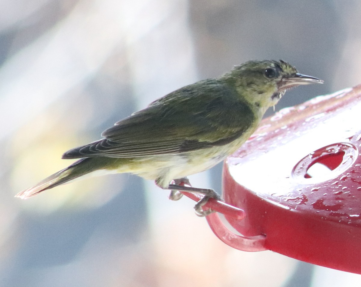 Червоїд світлобровий - ML647087518