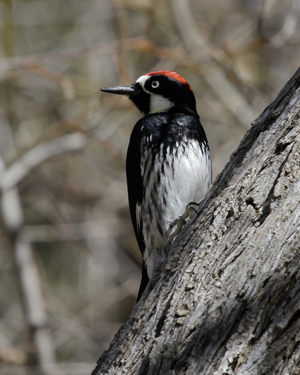 Гіла чорновола [група formicivorus] - ML647087519