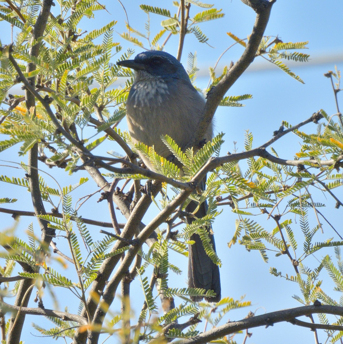 Woodhouse's Scrub-Jay - ML647087524