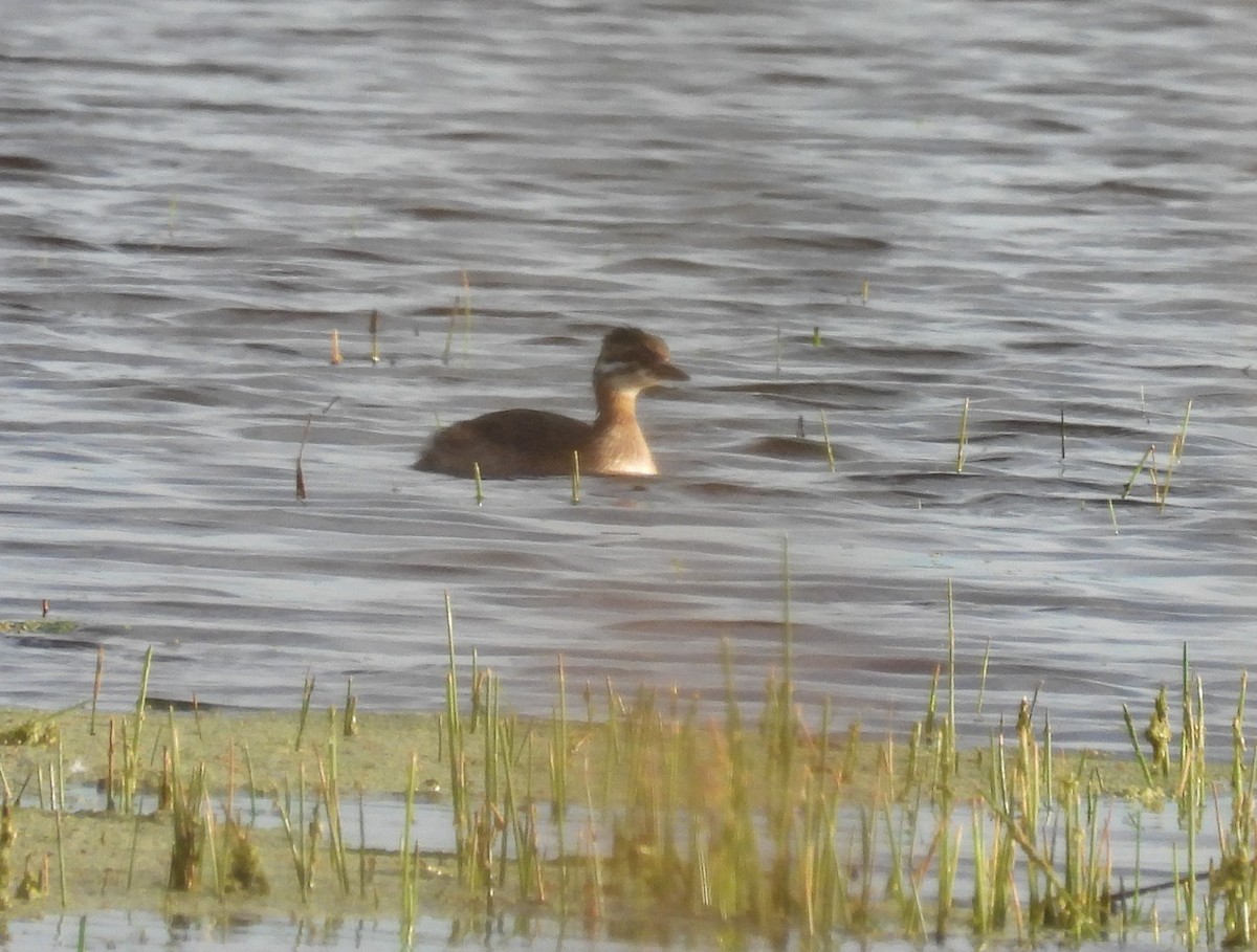 White-tufted Grebe - ML647087527
