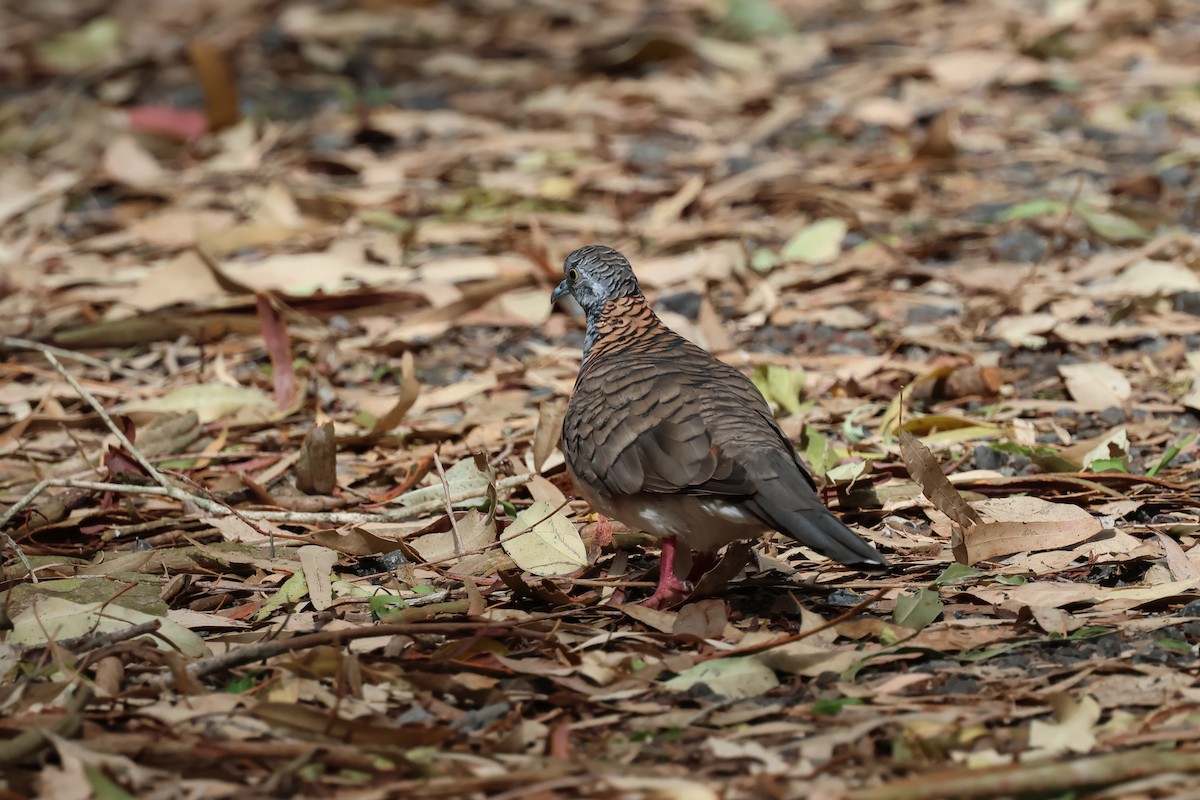 Bar-shouldered Dove - ML647087535