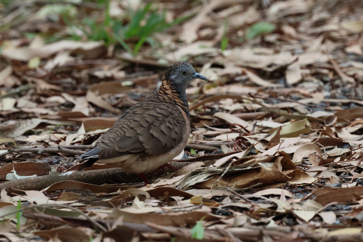 Bar-shouldered Dove - ML647087536