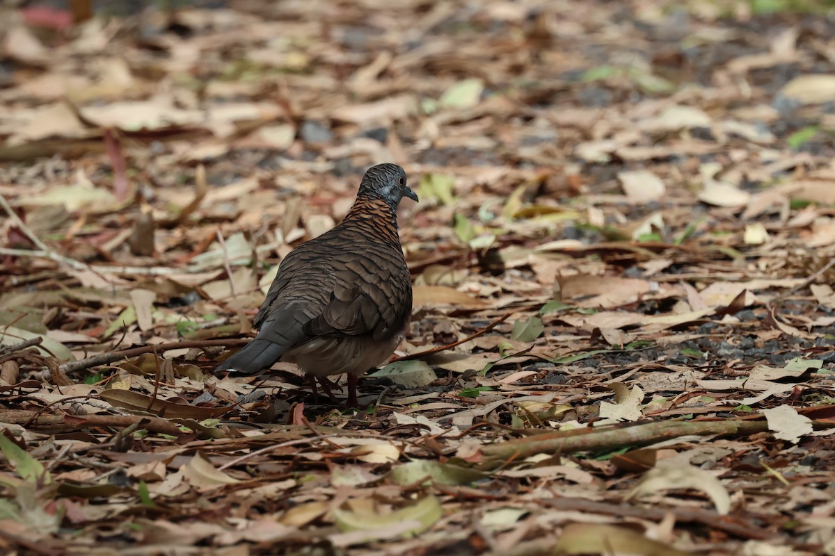 Bar-shouldered Dove - ML647087538