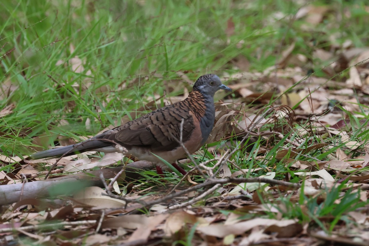 Bar-shouldered Dove - ML647087539