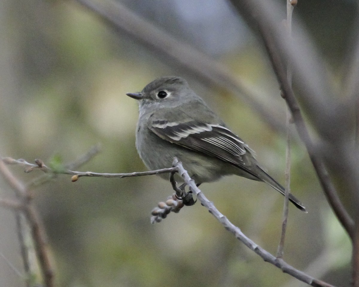 Hammond's Flycatcher - ML647087543