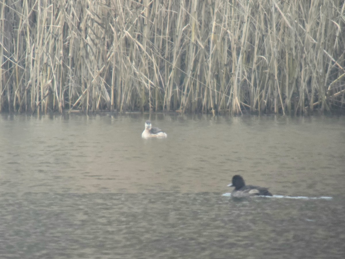 Little Grebe - ML647087545