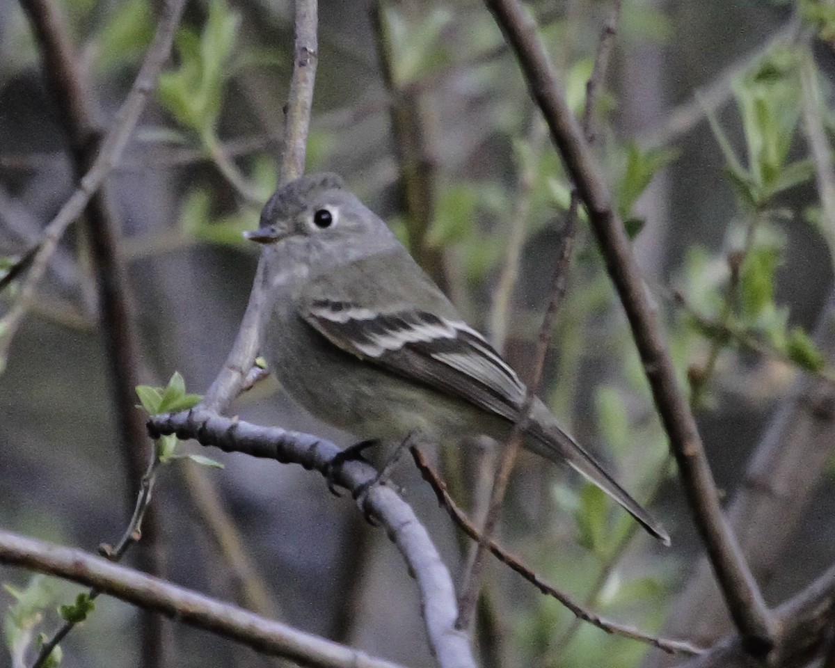 Hammond's Flycatcher - ML647087546