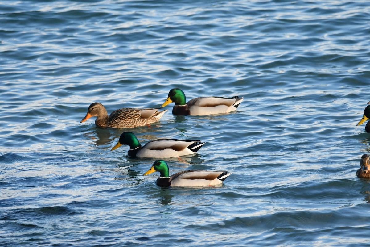 Mallard - ML647087552