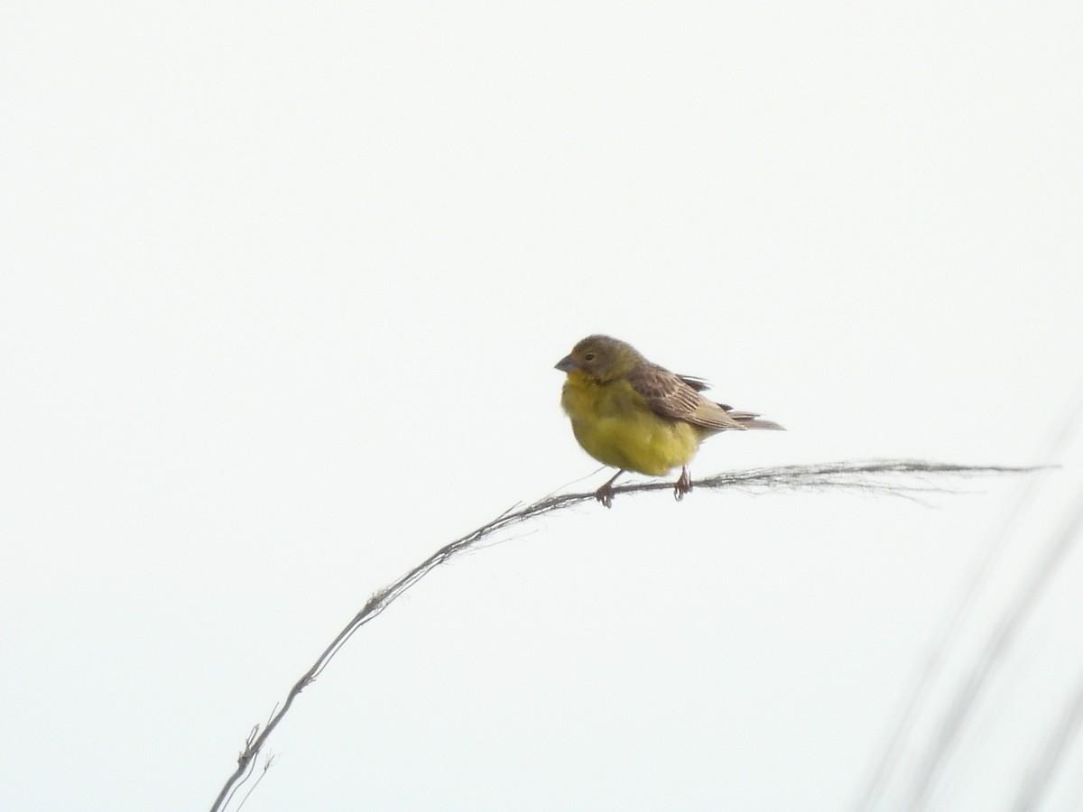 Kurzschnabel-Gilbtangare - ML647087554