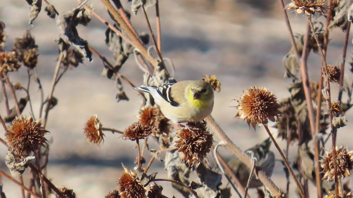 Goldzeisig - ML647087558